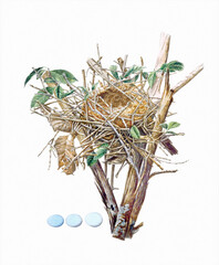 Beautiful bird's nest. Yellow billed cuckoo