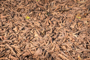 tree leaves that dried and fell to the ground in autumn. dry leaves background.