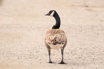 Canadian Goose Walking