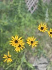 sunflower in the field
