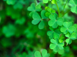 Close up of green clovers on the defocused green background. Banner.