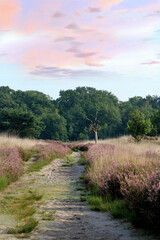lovely sky in the Cross border park De Zoom, Kalmthout, Belgium, the Netherlands
