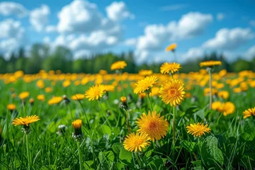 Fototapete Rund In nature, a meadow field with yellow dandelion flowers and a clouds-blurred sky fills the summer sky. © DZMITRY