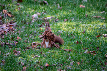 Eichhörnchen am Nestbau