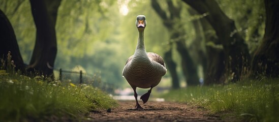 A large bird, possibly a goose, is walking down a dirt road in a deserted public park, with no...