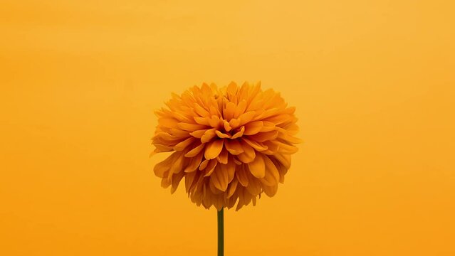 Yellow flower withering on yellow background. The concept of time, life and the cycle of rebirth. Trendy yellow color. Timelapse. 6k video. High quality 4k footage