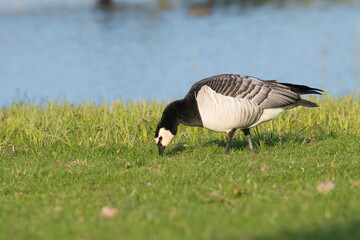 Barnacle Goose (Branta leucopsis) foraging in a dutch polder landscape