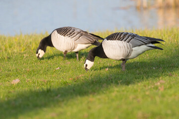 Barnacle Goose (Branta leucopsis) couple foraging in a dutch polder landscape