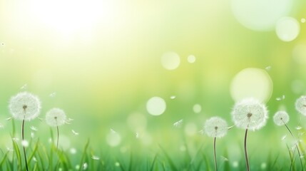 Fototapeta na wymiar spring green meadow against blue sky background