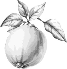 hand drawn illustration