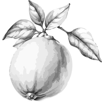 hand drawn illustration of lemon