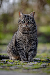 Eine getigerte Katze 