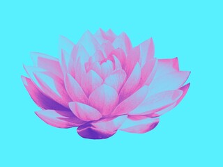 lotus flower on a white background pink blue