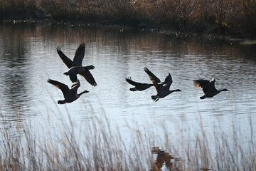 Geese Flying over the Pond