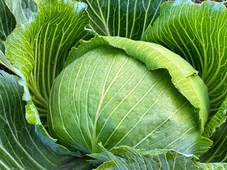 Cabbage vegetable on the field