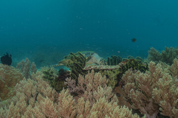 Hawksbill sea turtle at the Sea of the Philippines
