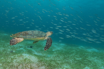 Obraz na płótnie Canvas Hawksbill sea turtle at the Sea of the Philippines 