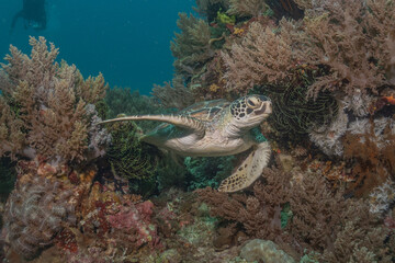 Hawksbill sea turtle at the Sea of the Philippines
