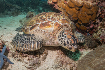 Obraz premium Hawksbill sea turtle at the Sea of the Philippines 