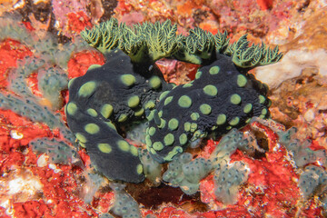 Sea slug at the Sea of the Philippines
