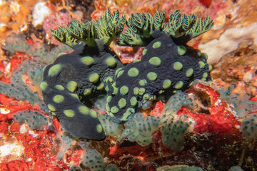 Sea slug at the Sea of the Philippines
