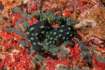 Sea slug at the Sea of the Philippines
