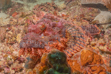 Fish swim at the Sea of the Philippines
