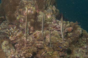 Fish swim in the Sea of the Philippines
