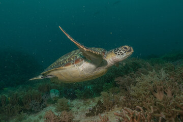 Hawksbill sea turtle at the Sea of the Philippines
