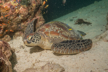 Obraz premium Hawksbill sea turtle at the Sea of the Philippines 