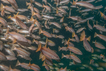 Fish swim at the Sea of the Philippines
