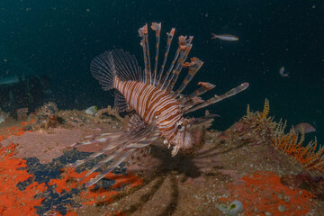 Lion fish in the Sea of the Philippines
