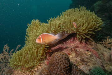 Coral reef and water plants at the Sea of the Philippines
