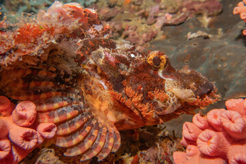 Coral reef and water plants at the Sea of the Philippines

