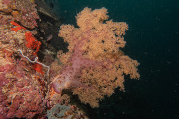 Coral reef and water plants at the Sea of the Philippines
