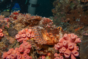 Coral reef and water plants at the Sea of the Philippines
