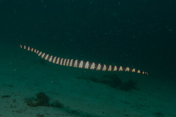 Banded Sea Krait Laticauda colubrina in the Sea of the Philippines
