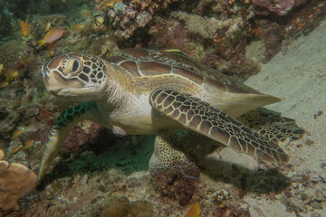 Fototapeta na wymiar Hawksbill sea turtle at the Sea of the Philippines 