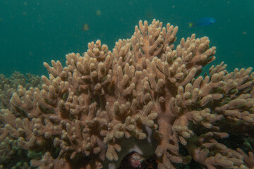 Naklejka na ściany i meble Coral reef and water plants at the Sea of the Philippines 