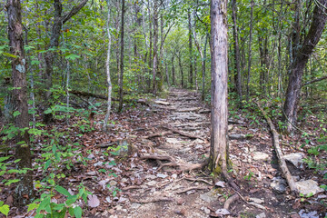 Limestone Covered Trail in the Duck River Complex State Natural Area in Tennessee