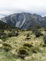 Wilderness, Mt Cook National Park, New Zealand