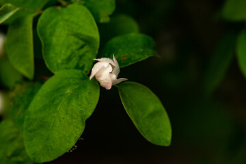 a tree blooming in the rain, flowers with water droplets