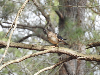 A female wood duck perched on a branch in a woodland forest. Prime Hook National Wildlife Refuge, Sussex County, Delaware. 