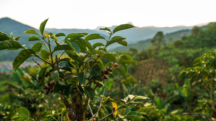 Coffee plant inside a cultivated field in the hills of Jardín, Antioquia, Colombia