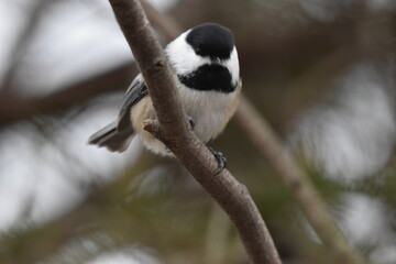 La Plaine 1 Mars 2024