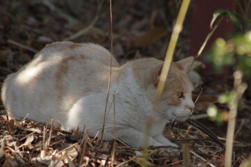 草むらで丸くなる猫