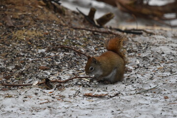 La Plaine 1 Mars 2024