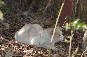 Obraz premium 草むらで丸くなる猫