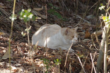 草むらで丸くなる猫