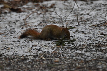 La Plaine 1 Mars 2024